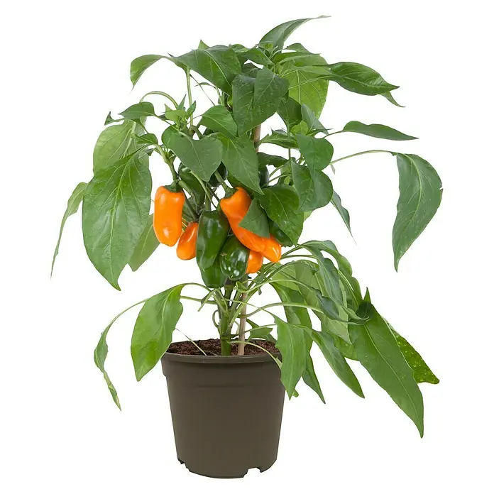 Piardino Paprika - Capsicum annuum, 14 cm - Vorderansicht