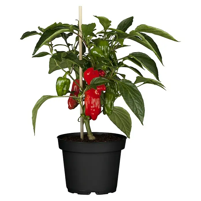 Piardino Paprika - Capsicum annuum, 14 cm - Vorderansicht