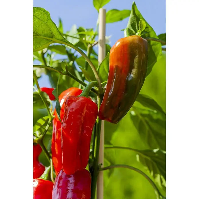 Piardino Paprika - Capsicum annuum, 10 cm - Stimmungsaufnahme