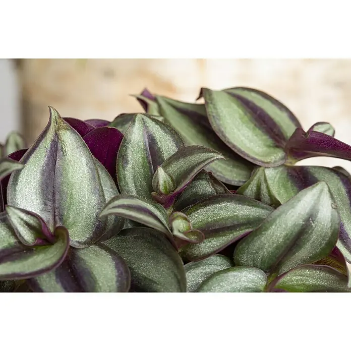 Piardino Zebrakraut Ampel - Tradescantia zebrina, Topfgröße: 18 cm, Grün/Weiß - Stimmungsaufnahme