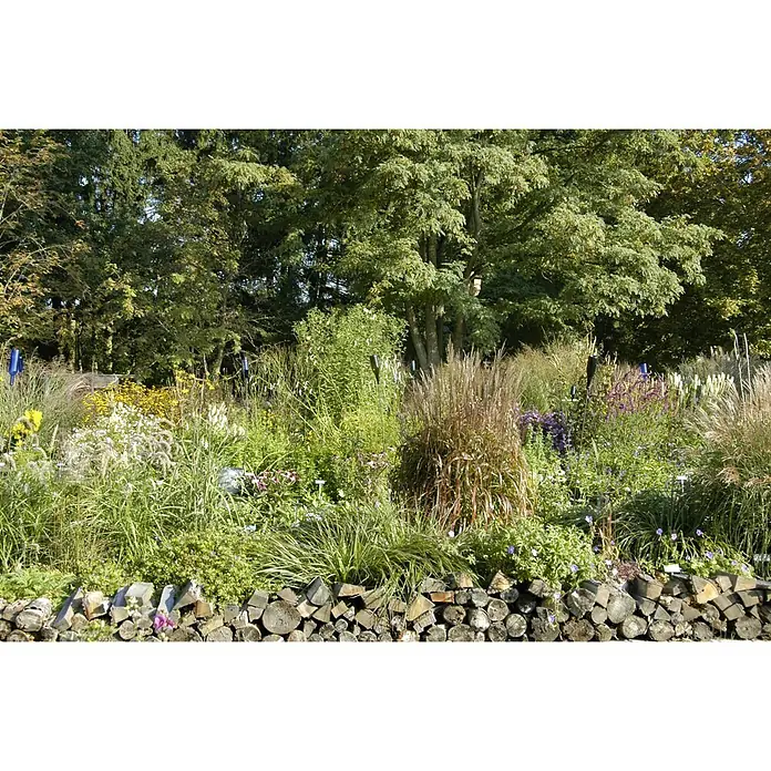 Piardino Ziergräser - Cortaderia, Topfvolumen: 5 l - Stimmungsaufnahme