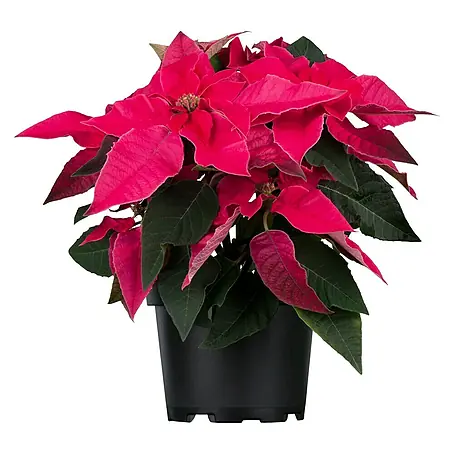 Piardino  Weihnachtsstern