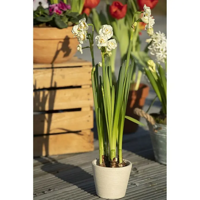Piardino Frühlingsblumenzwiebeln - Narcissus pseudonarcissus 'Bridal Crow' - Stimmungsaufnahme