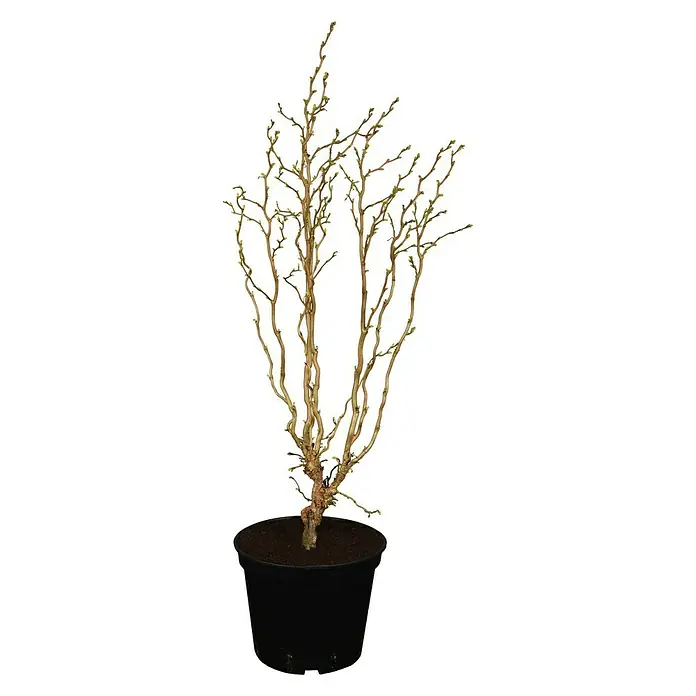 Piardino Korkenzieherhasel - Corylus avellana 'Twister', Topfgröße: 23 cm - Vorderansicht