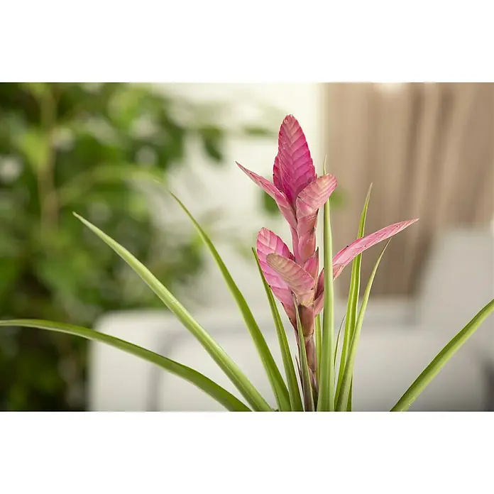 Piardino Bromelie - Bromelia , Topfgröße: 12 cm - Stimmungsaufnahme