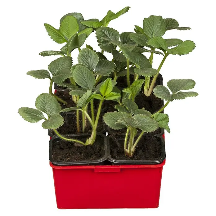 Piardino Fresas - Fragaria x ananassa, 8 ud., Cosecha: Mayo - Julio - Vista frontal