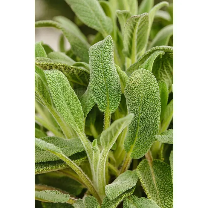 Piardino Salvia Eco - Salvia officinalis, Tamaño de maceta: 12 cm - Foto ambiente