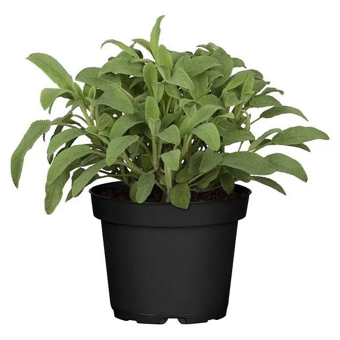 Piardino Salvia - Salvia officinalis, Tamaño de maceta: 12 cm - Vista frontal