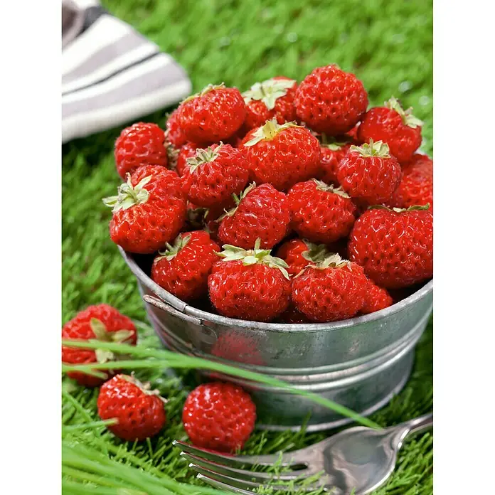 Piardino Erdbeere Mieze Schindler - Fragaria x ananassa, 8 Stk., Erntezeit: Juni - August - Stimmungsaufnahme
