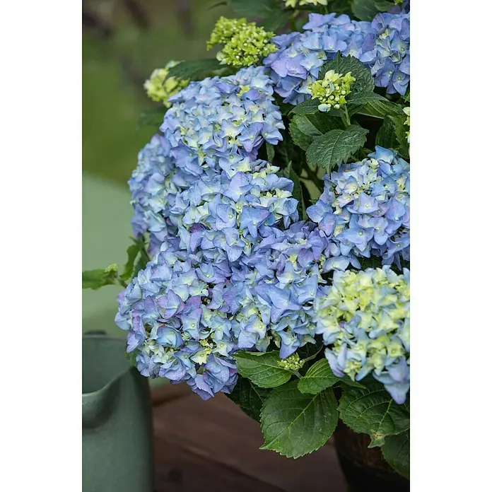 Piardino Bauernhortensie - Hydrangea macrophylla, Blau - Stimmungsaufnahme