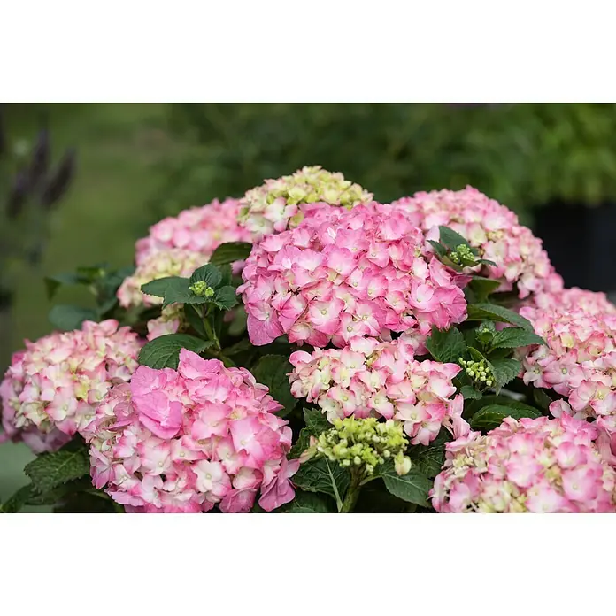Piardino Bauernhortensie - Hydrangea macrophylla, Hellrosa - Stimmungsaufnahme