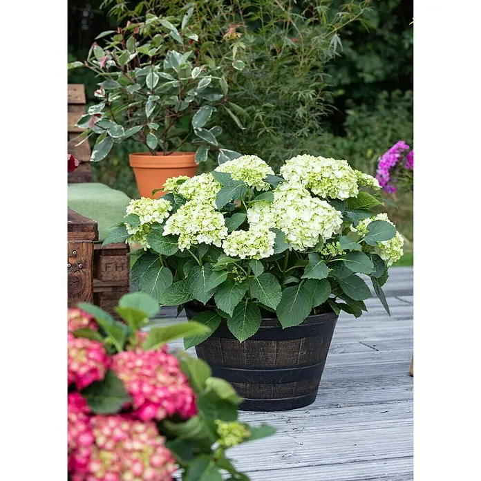 Piardino Bauernhortensie - Hydrangea macrophylla, Weiß - Stimmungsaufnahme