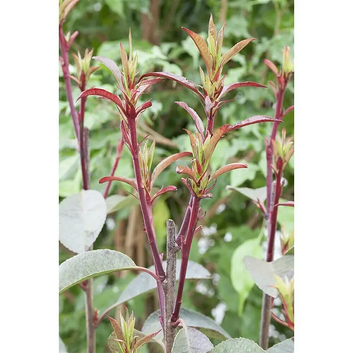 Piardino Glanzmispel - Photinia fraseri 'Red Robin', Aktuelle Wuchshöhe: 100 cm - Stimmungsaufnahme