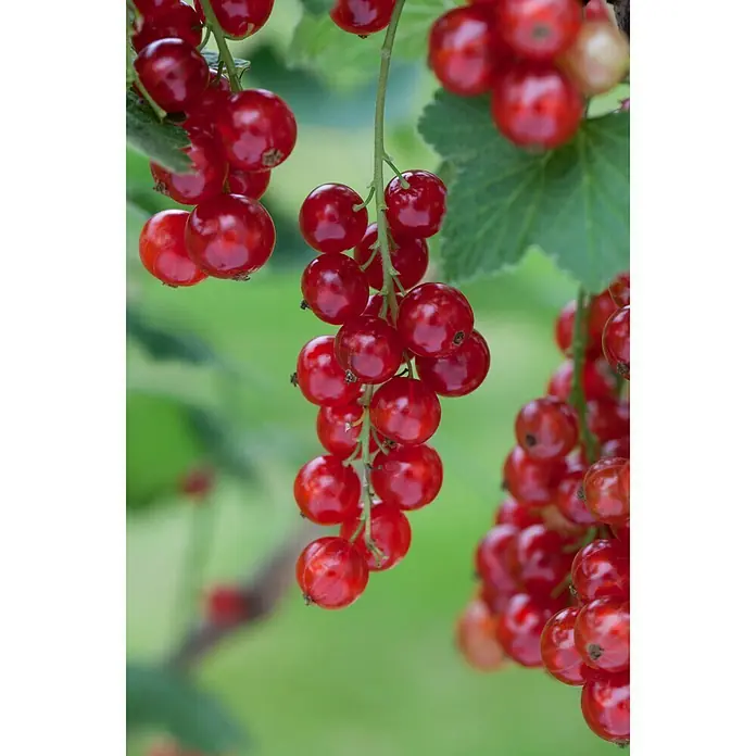 Rote Johannisbeere - Ribes rubrum 'Ben Tirran', Erntezeit: Juni, Topfvolumen: 3 l - Stimmungsaufnahme