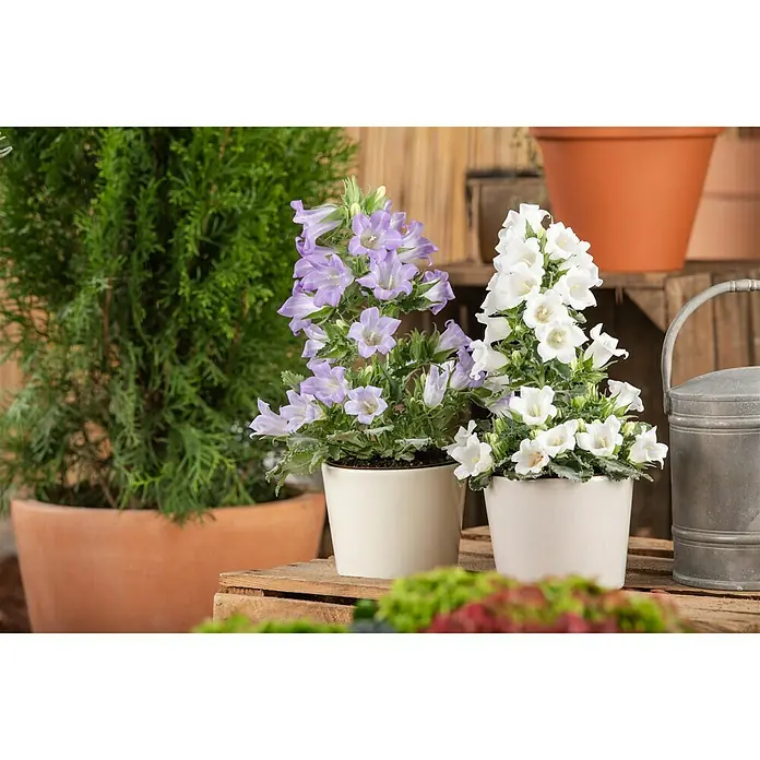 Piardino Makedonische Glockenblume - Campanula portenschlagiana Mary Me we, Topfgröße: 12 cm, Weiß - Stimmungsaufnahme