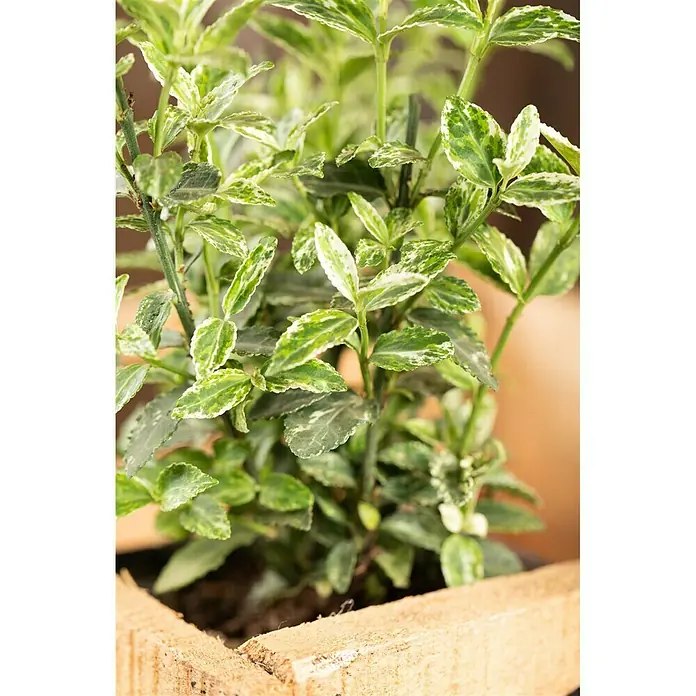 Piardino Weißbunte Kriechspindel Harlequin - Euonymus fortunei 'Harlequin', Topfgröße: 9 cm, Grün mit weißer Umrandung - Stimmungsaufnahme