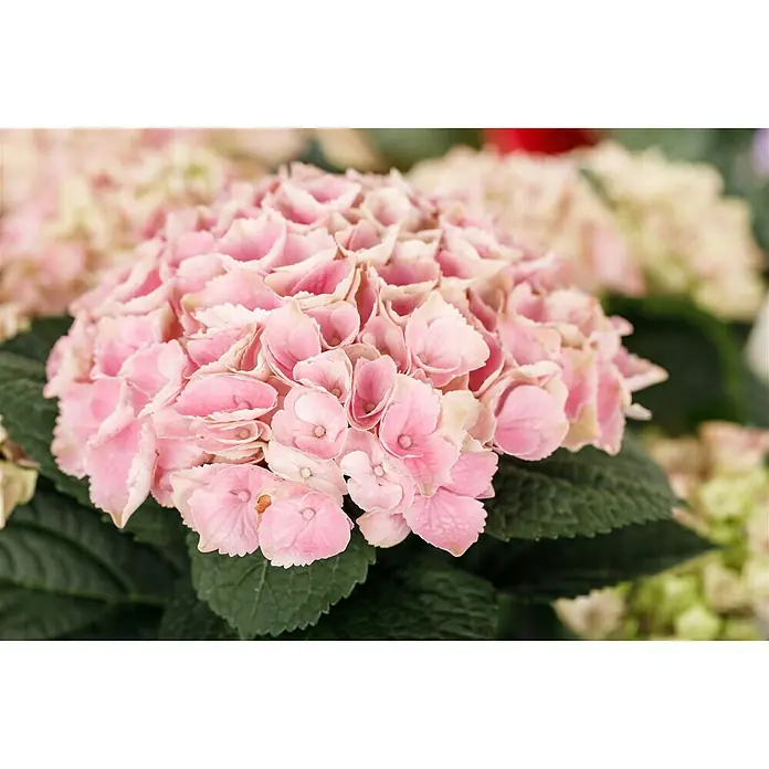 Piardino Hortensie 'Magical' - Hydrangea macrophylla 'Magical', Weiß - Stimmungsaufnahme