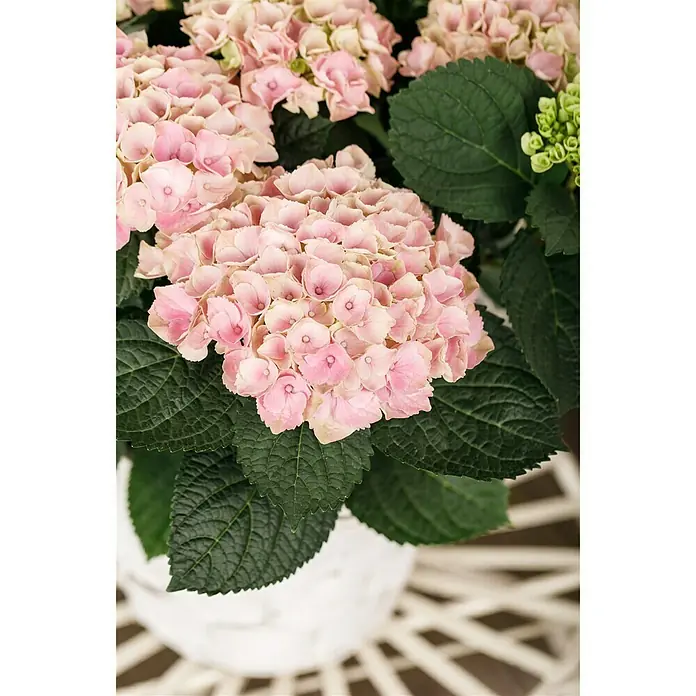 Piardino Hortensie 'Magical' - Hydrangea macrophylla 'Magical', Weiß - Stimmungsaufnahme