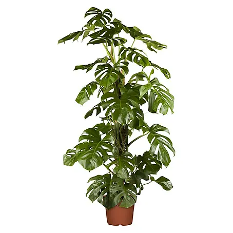 Monstera