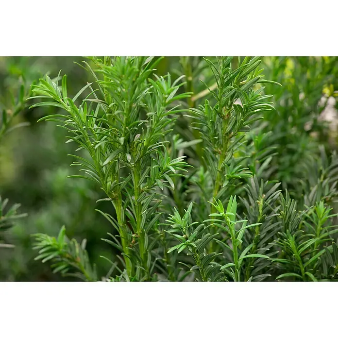 Piardino Heimische Eibe Groenland - Taxus baccata 'Groenland' - Stimmungsaufnahme