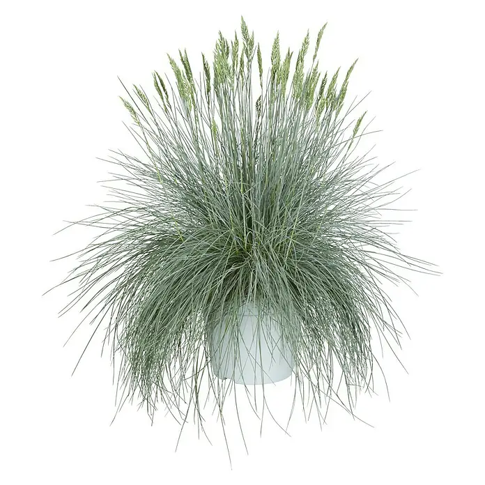 Piardino Blauschwingel - Festuca glauca 'Intense Blue', Topfgröße: 23 cm - Vorderansicht