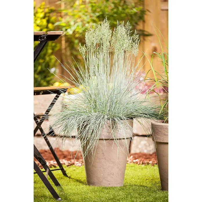 Piardino Blauschwingel - Festuca glauca 'Intense Blue', Topfgröße: 23 cm - Stimmungsaufnahme