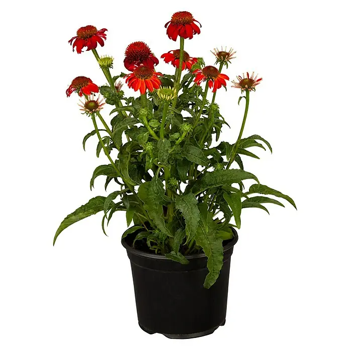 Piardino Sonnenhut - Echinacea purpurea, Purpur - Vorderansicht