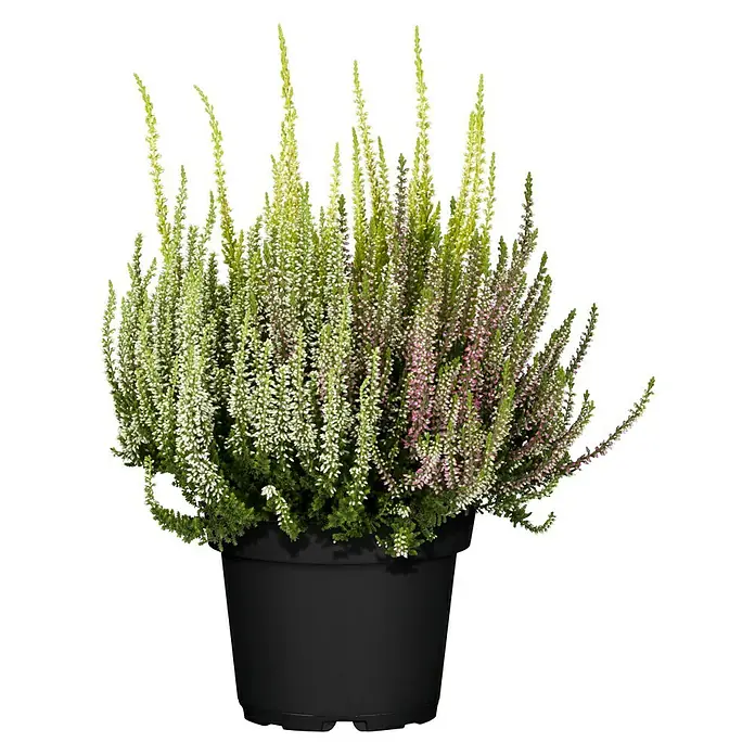 Besenheide - Calluna vulgaris Beauty Ladies Trio, Topfgröße: 11 cm, 3-farbig - Vorderansicht