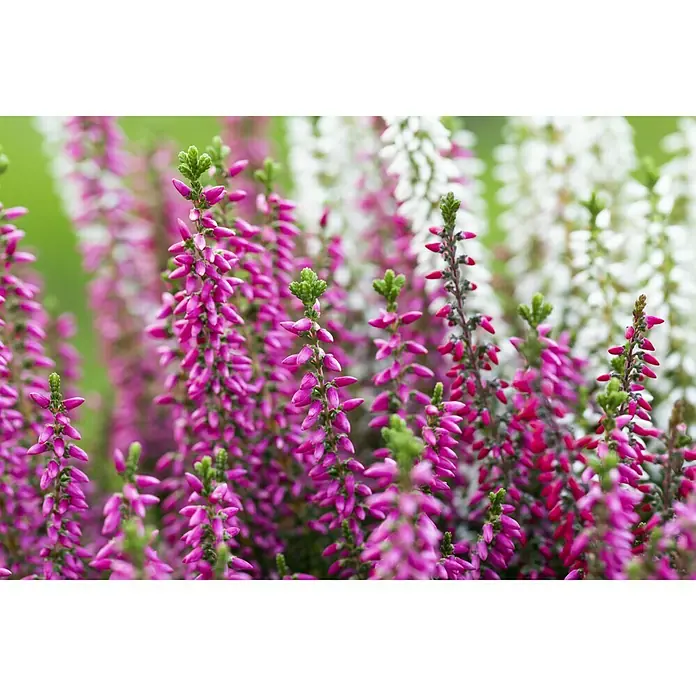 Besenheide - Calluna vulgaris Beauty Ladies Trio, Topfgröße: 11 cm, 3-farbig - Stimmungsaufnahme