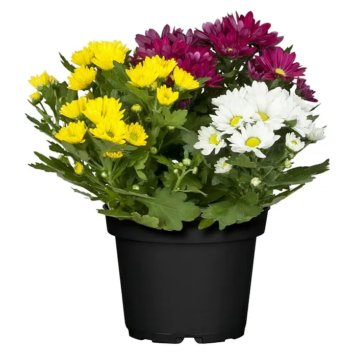 Piardino Herbst-Chrysantheme - Dendranthema multiflora Trio, Mehrfarbig, Weiß, Gelb, Rot - Vorderansicht