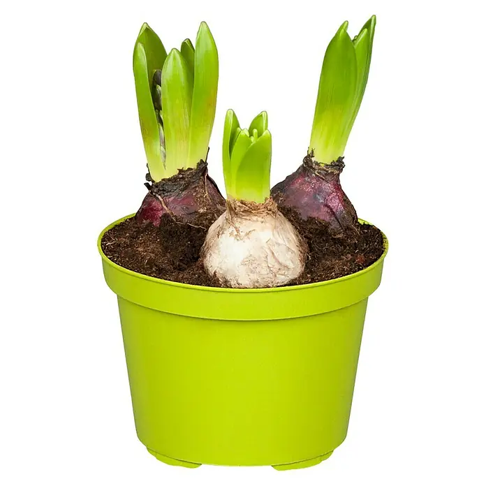 Piardino Frühlingsblumenzwiebeln - Hyacinthus orientalis 'Jan Bos' - Vorderansicht
