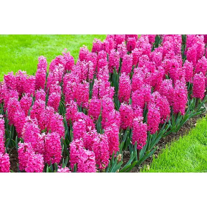 Piardino Frühlingsblumenzwiebeln - Hyacinthus orientalis 'Jan Bos' - Stimmungsaufnahme
