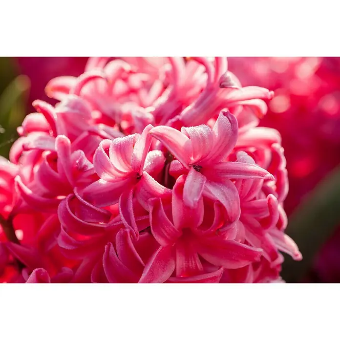 Piardino Frühlingsblumenzwiebeln - Hyacinthus orientalis 'Jan Bos' - Stimmungsaufnahme