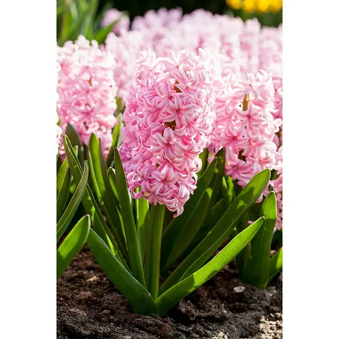 Piardino Frühlingsblumenzwiebeln 'Pink Pearl' - Hyacinthus orientalis, Pink - Stimmungsaufnahme