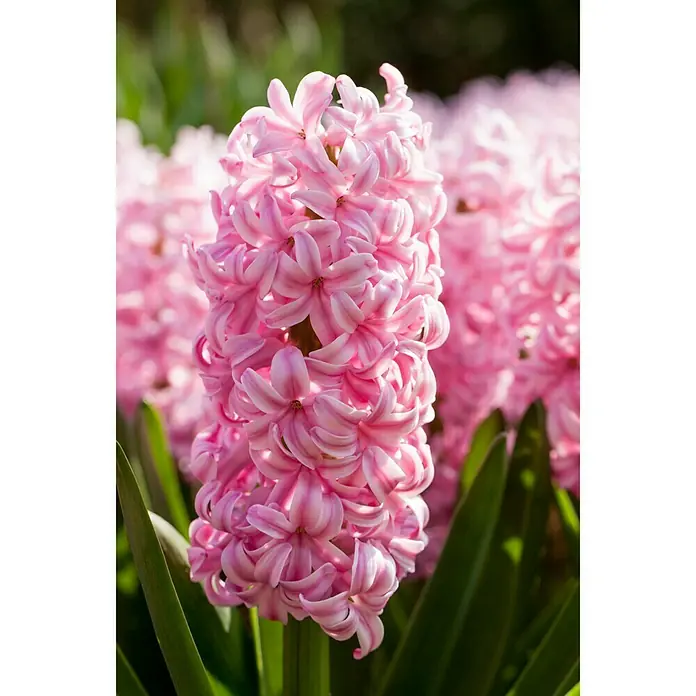 Piardino Frühlingsblumenzwiebeln 'Pink Pearl' - Hyacinthus orientalis, Pink - Stimmungsaufnahme
