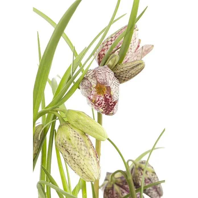Piardino Frühlingsblumenzwiebeln - Fritillaria meleagris - Stimmungsaufnahme