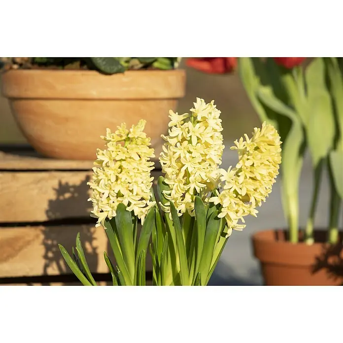 Piardino Frühlingsblumenzwiebeln 'Gipsy Princess' - Hyacinthus orientalis 'Gipsy Princess', Gelb - Stimmungsaufnahme