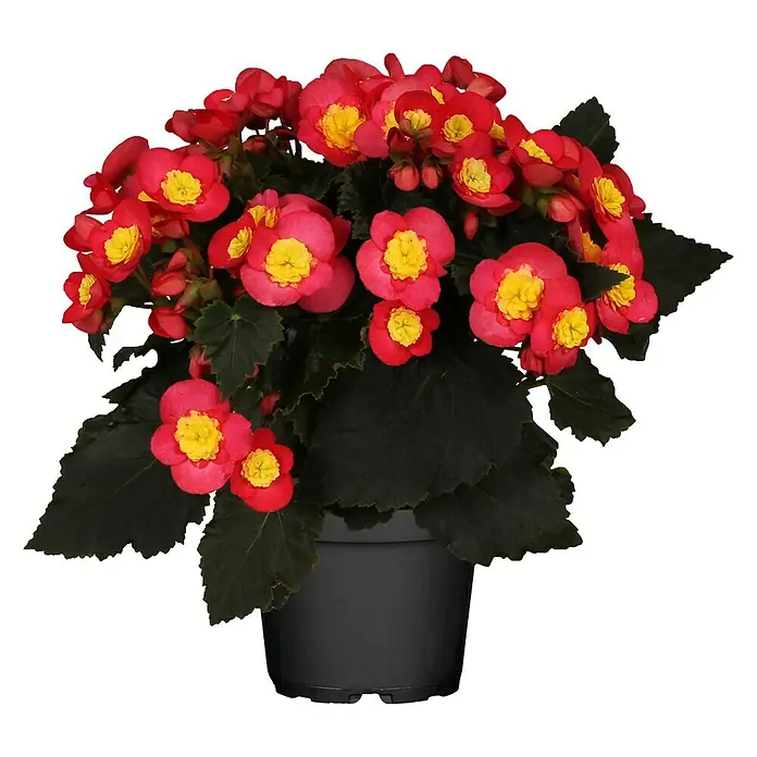 Piardino Begonie - Begonia elatior Valentino Pink, Topfgröße: 14 cm, Zweifarbig - Vorderansicht