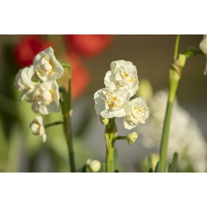 Piardino Frühlingsblumenzwiebeln 'Bridal Crown' - Narcissus poeticus 'Bridal Crown' - Stimmungsaufnahme