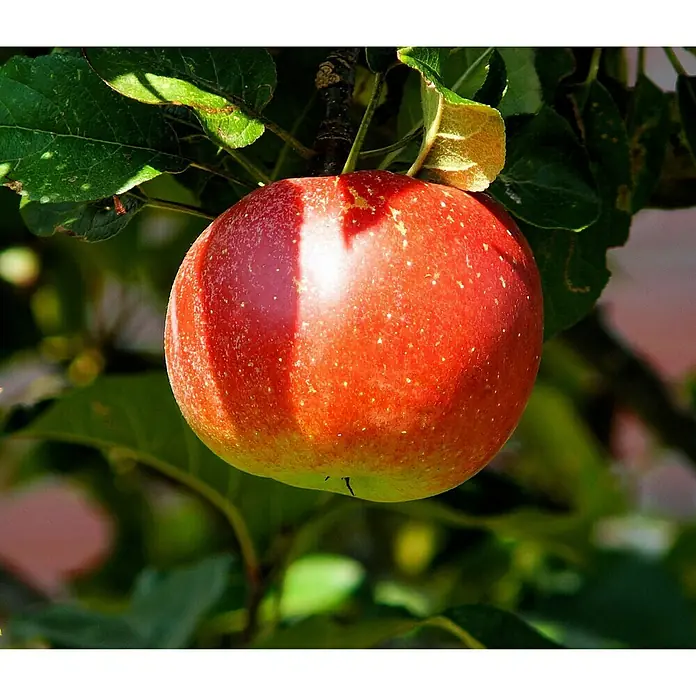 Piardino Apfelbaum - Malus domestica, Erntezeit: September - Oktober - Stimmungsaufnahme