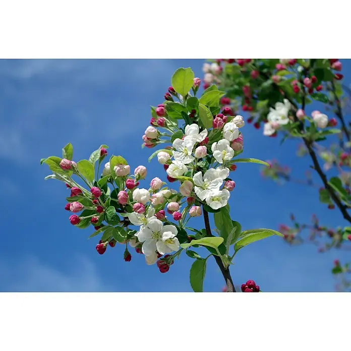 Piardino Apfelbaum - Malus domestica, Erntezeit: September - Oktober - Stimmungsaufnahme