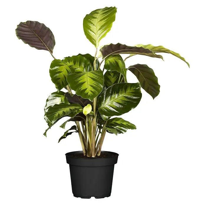 Piardino Calathea - Calathea hybride, Topfgröße: 17 cm, Grün/Weiß - Vorderansicht