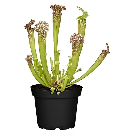 Piardino  Schlauchpflanze