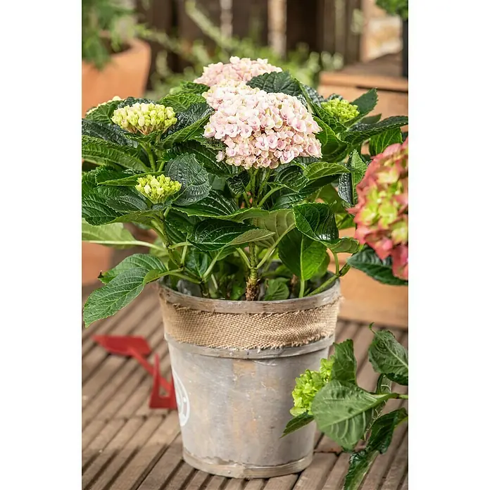 Piardino Bauernhortensie - Hydrangea macrophylla, Topfgröße: 14 cm, Sortenabhängig - Stimmungsaufnahme