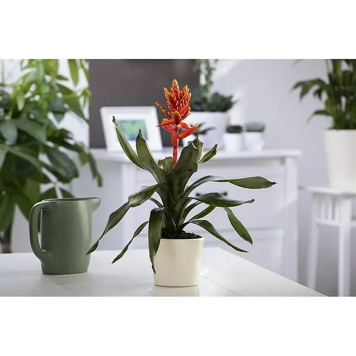 Piardino Lanzenrosette 'Pepita Elegant Flames' - Aechmea 'Pepita Elegant Flames', Topfgröße: 14 cm, Rot-Gelb - Stimmungsaufnahme