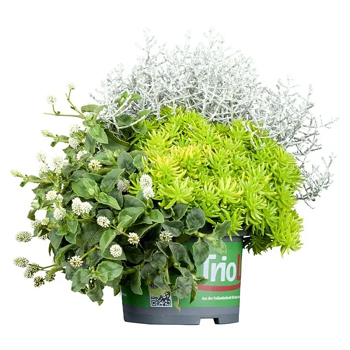 Piardino Pflanzen-Mix Triolino Herbst - Topfgröße: 13 cm, Blütenfarbe: Sortenabhängig - Vorderansicht