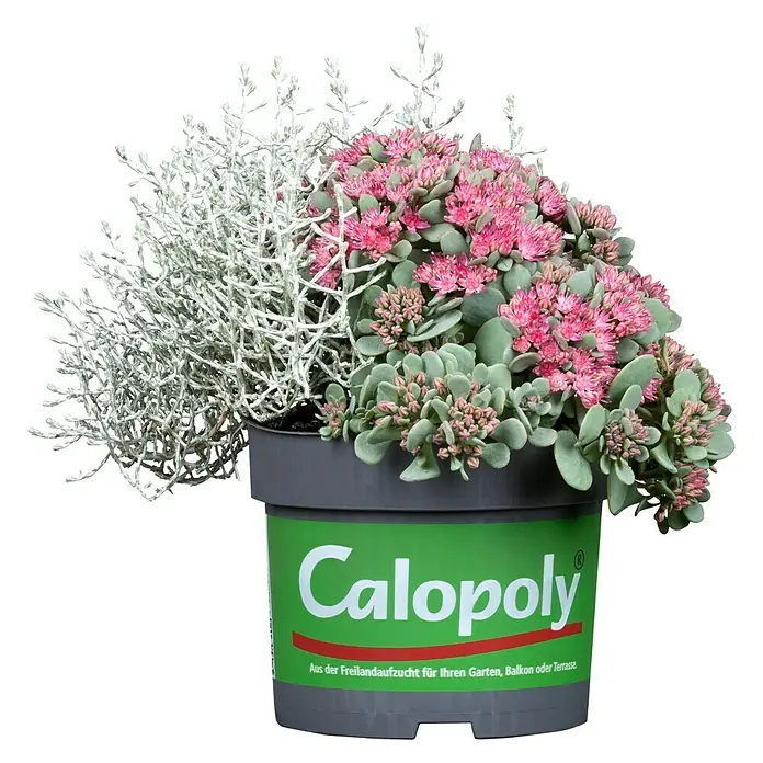 Piardino Silberkörbchen - Calocephalus brownii, Topfgröße: 13 cm, Silberblau - Vorderansicht
