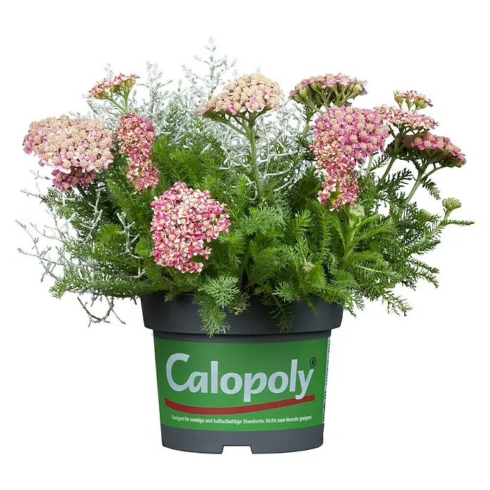 Piardino Silberkörbchen - Calocephalus brownii, Topfgröße: 13 cm, Silberblau - Vorderansicht