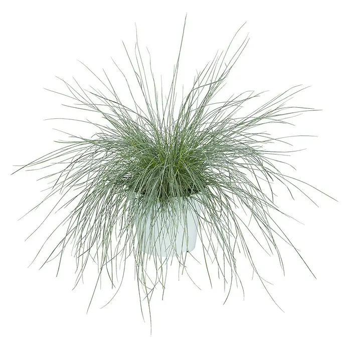 Piardino Blauschwingel - Festuca glauca 'Intense Blue' - Vorderansicht