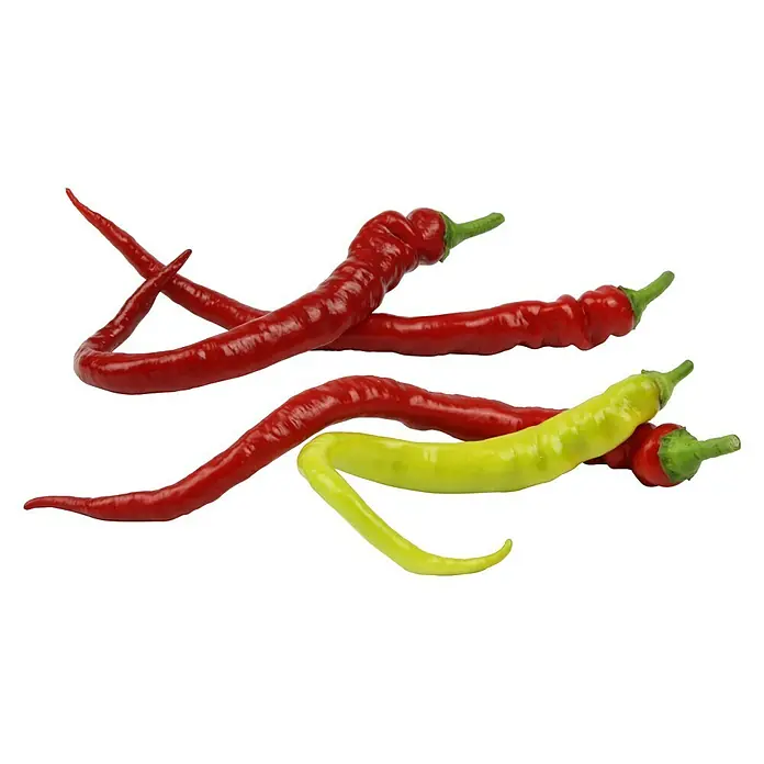 Piardino Chili - Capsicum annuum 'Mild Basque', 10 cm - Vorderansicht